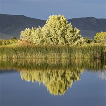 Landscape view with tree reflecting in water surface