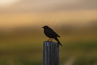 Blackbird perching on wooden post at sunset