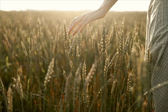Close-up of woman touching cereal plants in field at sunset