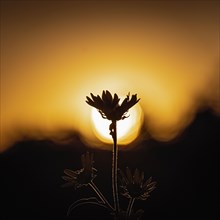 Silhouette of wildflower against sky at sunset