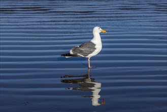 Seagull standing in shallow water at Cannon Beach
