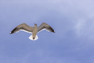 Low angle view of a seagull in flight