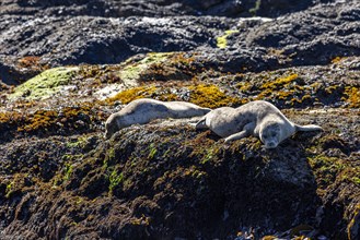 Sea lions rest on rocky headlands