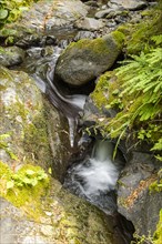 Stream flowing among rocks covered with moss