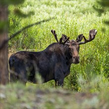 Bull moose grazing in wetlands