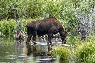 Cow moose drinking water in beaver pond