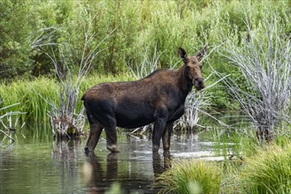 Cow moose standing in beaver pond