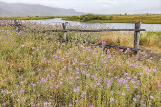 Pink wildflowers and wooden fence along river