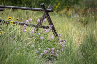 Pink wildflowers growing next to wooden fence