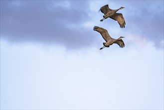 Two sandhill cranes in flight