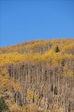 Usa, New Mexico, Santa Fe, Aspen trees in Fall colors in Sangre De Cristo Mountains
