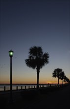 USA, South Carolina, Charleston, Silhouettes of palm trees near Ashley River at sunset
