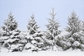 USA, New Jersey, Mendham, Norway Spruce trees covered with snow in winter