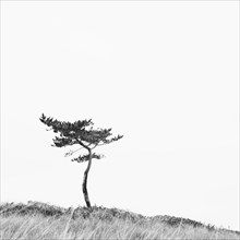 Lone pine tree on hill, Nantucket Island,  Massachusetts, USA