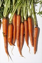 Overhead view of carrots on white background