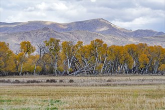 USA, Idaho, Bellevue, Field and hills in Fall season near Sun Valley