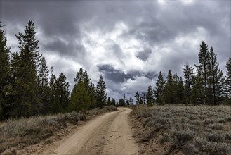 USA, Idaho, Dirt road leads through Sawtooth National Forest on cloudy day