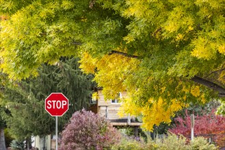 USA, Idaho, Bellevue, Stop sign and trees in Fall near Sun Valley