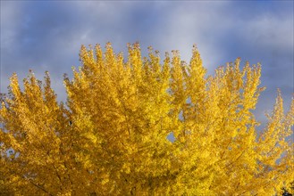 USA, Idaho, Bellevue, Tree with golden fall leaves against sky