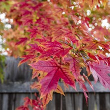 USA, Idaho, Bellevue, Close-up of red maple leaves at wooden fence near Sun Valley