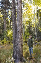 USA, New Mexico, Boy looking at tall tree in Santa Fe National Forest