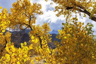 Tree branches with yellow fall leaves with mountain in distance