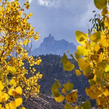 Tree branches with yellow fall leaves with mountain in distance