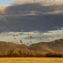 Flock of migrating mallard ducks flying over hills and field at sunset