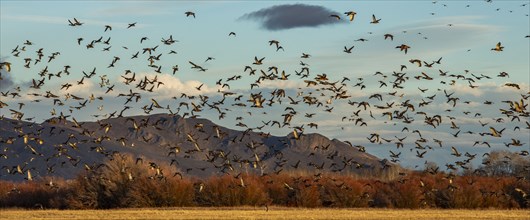 Migrating mallard duck in flight over fields and hills at sunset