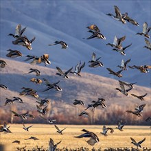 Migrating mallard duck in flight over fields