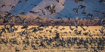 Migrating mallard duck in flight over fields