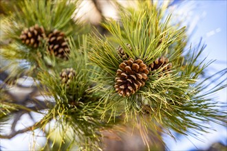 Close-up of pine cone on branch with needles