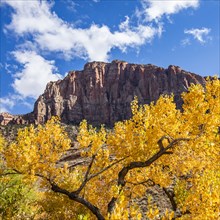 Tree with yellow fall leaves and cliff in Zion National Park