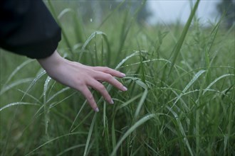 Close-up of woman's hand touching grass with dew drops in field