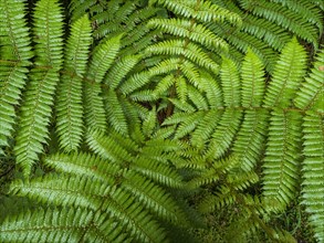 Close-up of green ferns growing in Fiordland National Park