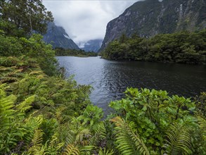 Fjord and mountains with green ferns in foreground in Fiordland National Park