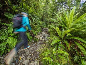 Hiker on rocky footpath in forest in Fiordland National Park, blurred motion