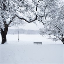 Bench and bare trees covered with snow in Brooklyn Prospect Park, New York, New York, USA