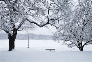 Bench and bare trees covered with snow in Brooklyn Prospect Park, New York, New York, USA