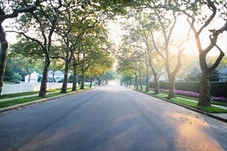 Empty treelined suburban street in morning light, Spring Lake, New Jersey, USA