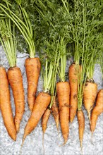 Overhead view of freshly harvested carrots, New York, NY, USA