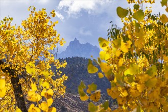 Tree branches with yellow fall leaves with mountain in distance, , Utah, USA