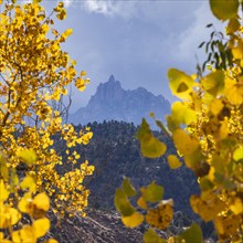 Tree branches with yellow fall leaves with mountain in distance, , Utah, USA