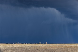 Stormy skies over farm country, Fairfield, Idaho, USA