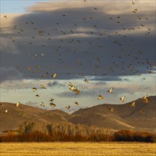 Flock of migrating mallard ducks flying over hills and field at sunset, Bellevue, Idaho, USA