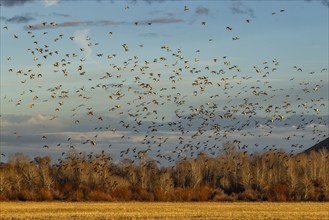 Flock of migrating mallard ducks flying over fields and trees at sunset, Bellevue, Idaho, USA