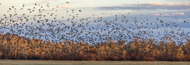 Flock of migrating mallard ducks flying over fields and trees at sunset, Bellevue, Idaho, USA