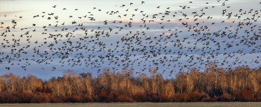 Flock of migrating mallard ducks flying over fields and trees at sunset, Bellevue, Idaho, USA