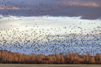 Flock of migrating mallard ducks flying over fields and trees at sunset, Bellevue, Idaho, USA