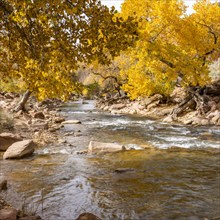 Virgin River flowing through Zion National Park in autumn, , Utah, USA